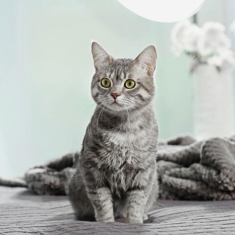 Gentle Tunes for Calm Cat Moments