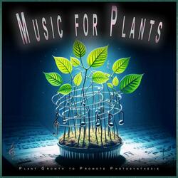 Tranquil Plant Frequencies 528 Hz