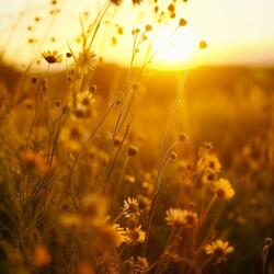 Serene Waters Quiet Mind