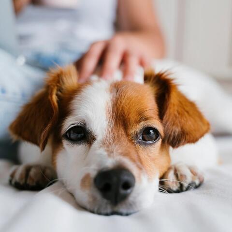 Soothing Tunes for Anxious Dogs