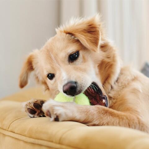 Gentle Melodies for Relaxed Dogs