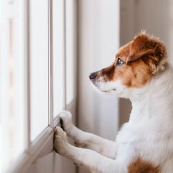 Calming Vibes for Playful Canines