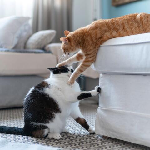 Gentle Cat Vibes: Soothing Music for Cats