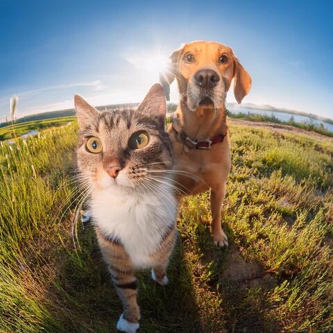 Melodías Para Acompañantes Peludos: Canciones Para Momentos Tranquilos De Mascotas