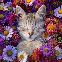 Flujo Armonioso Del Gato