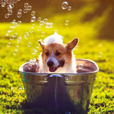 Soothing Sounds for Stressed Dogs