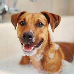 Whispered Calm for Canine Dreams