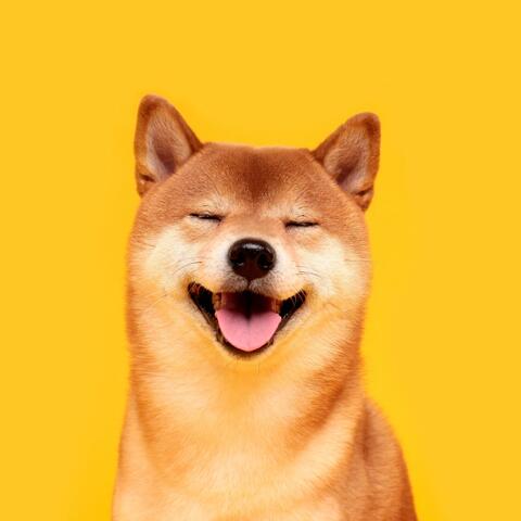 Gentle Paws Melody: Relaxing Music for Restful Dogs