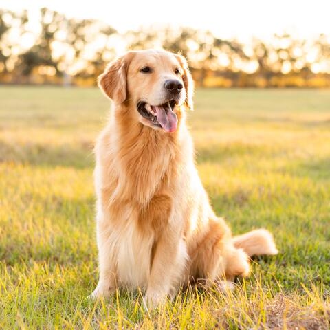 Calm Companion: Music for Dog Relaxation