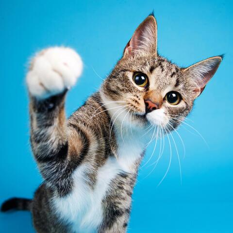 Quiet Paws: Calm Music for Cats