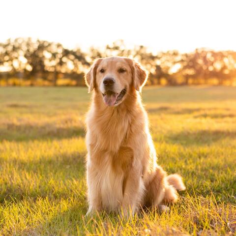 Sleepy Dog Sounds: Music for Rest