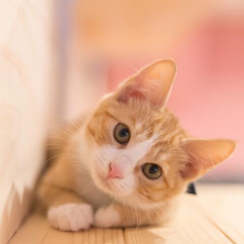 Catnap Melodies: Gentle Sounds for Cats
