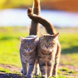 Soft Whispers for Cat Relaxation
