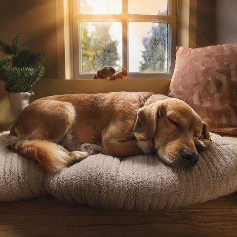 Armonías Caninas: Música Pacífica Para Perros