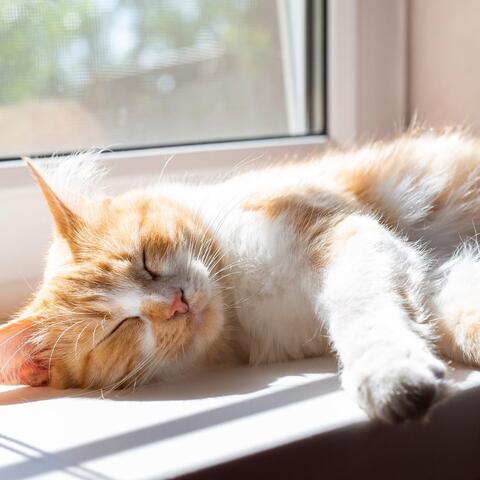 Cat Serenity: Soothing Sounds for Feline Calm