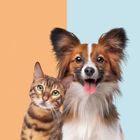 Calming Music for Pets: Gentle Tunes for Comfort