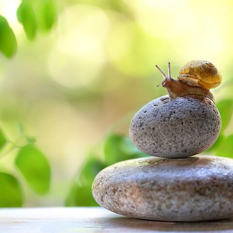 Zen Music for Gentle Relaxation
