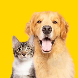 Tranquil Soothing Pet Vibes