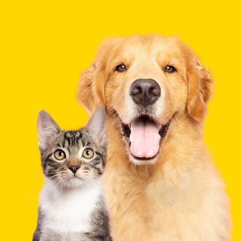 Soft Music to Relax Your Pets