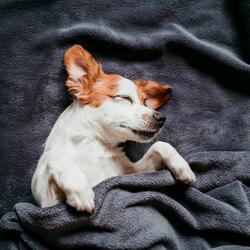 Soft Pet Peace Music