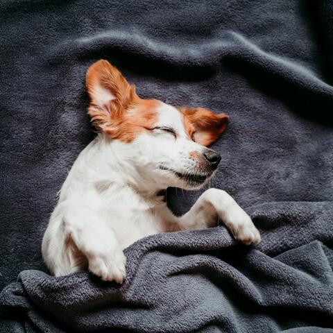 Soft Sounds for Your Dog's Peace