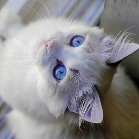 Soothing Sounds for Cats: Music for Feline Calm