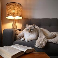 Guitarra De Gato Relajada