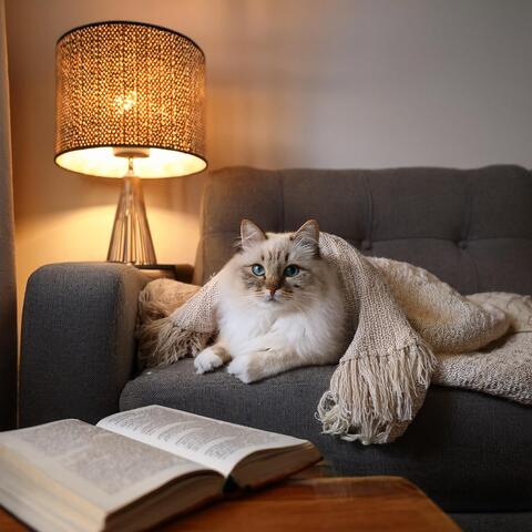 Cuerdas Juguetonas: Música De Guitarra Para Gatos