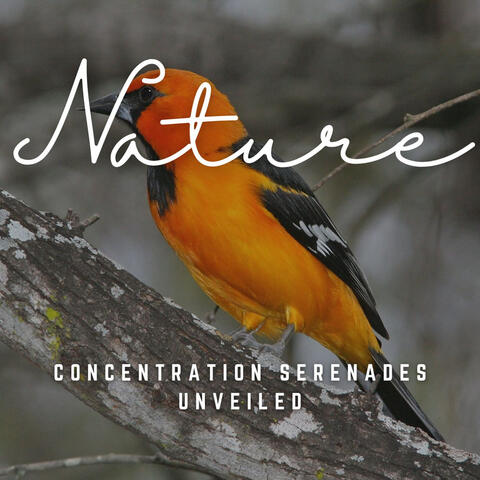 Concentration Serenades Unveiled: Melodic Insights