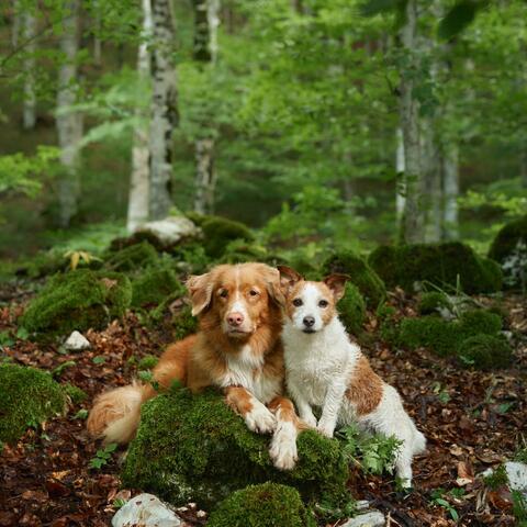 Tranquil Sounds: Music for Dogs' Comfort