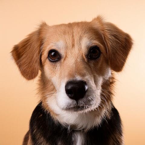 Music For Dogs: Relaxing Tunes For Your Furry Friend