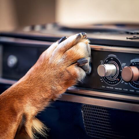 Hip Hop Paws: Beats For Dogs, Play, And Comfort