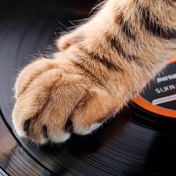 Rhythms to Bark and Bounce