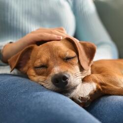 Paw Prints And Beats