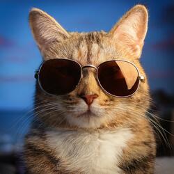 Playful Vibes for Cats