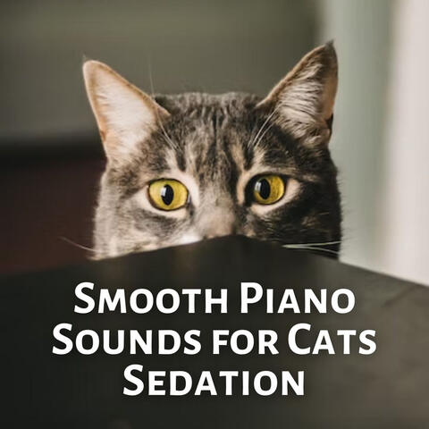 Smooth Piano Sounds for Cats Sedation