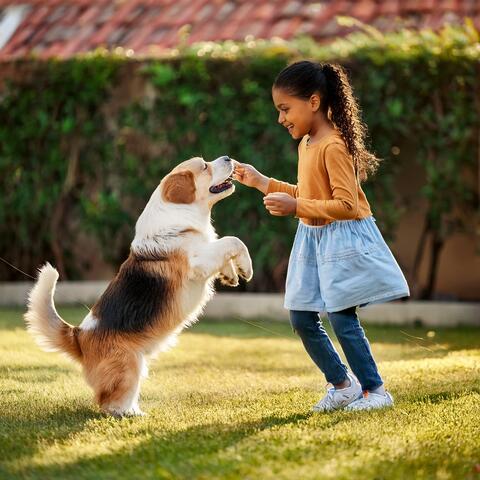 Orchestra For Dogs: Symphonic Melodies For Your Canine Companion