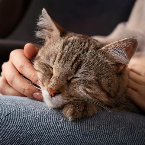 Orchestra Of Purring Peace: Orchestral Music For Cats