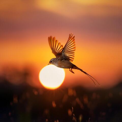 Orchestral Calm: Symphonic Soundscapes For Deep Relaxation And Peace