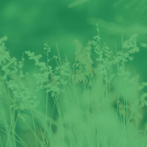 Groovy Music for Serenity - Duduk
