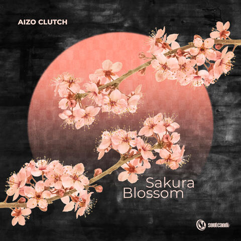 Sakura Blossom