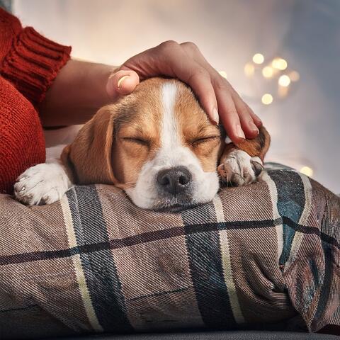 Música Lofi Para Perros: Ritmos Relajantes Para Tu Amigo Peludo