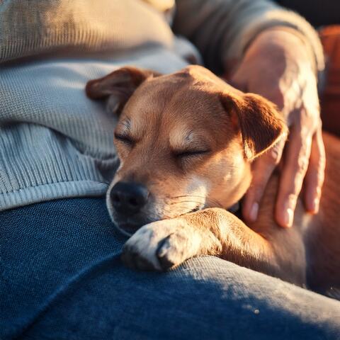 Lofi Comfort: Music for Pets