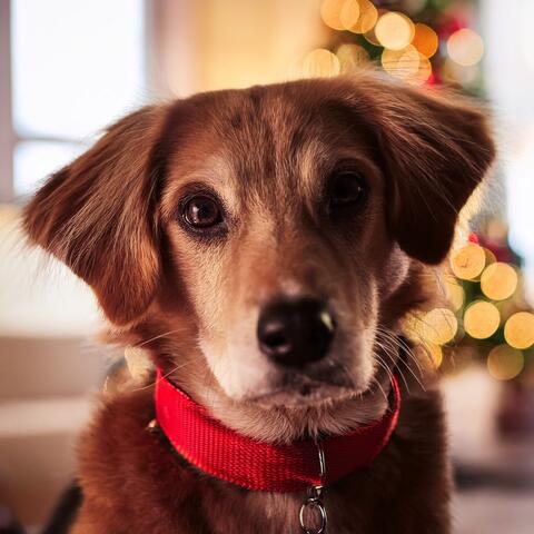 Lofi Calm: Music for Dogs