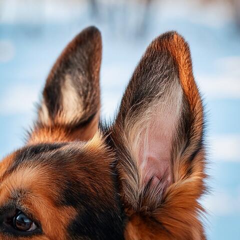 Guitar Music for Dogs: Strums of Comfort for Your Loyal Friend