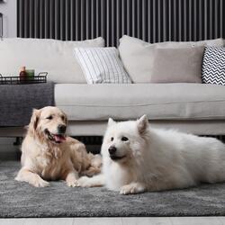 Peaceful Vibes for Dogs