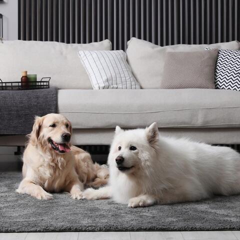 Serene Sounds: Calming Music for Dogs