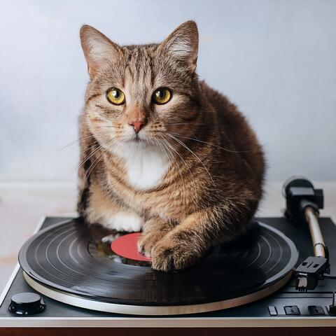 Lofi Music For Cats And Calm