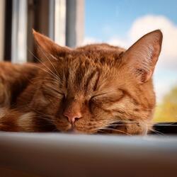 The Rhythm Of Gentle Paw Prints
