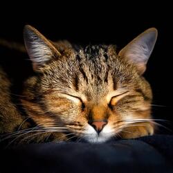 Tranquil Harmonies for Cats